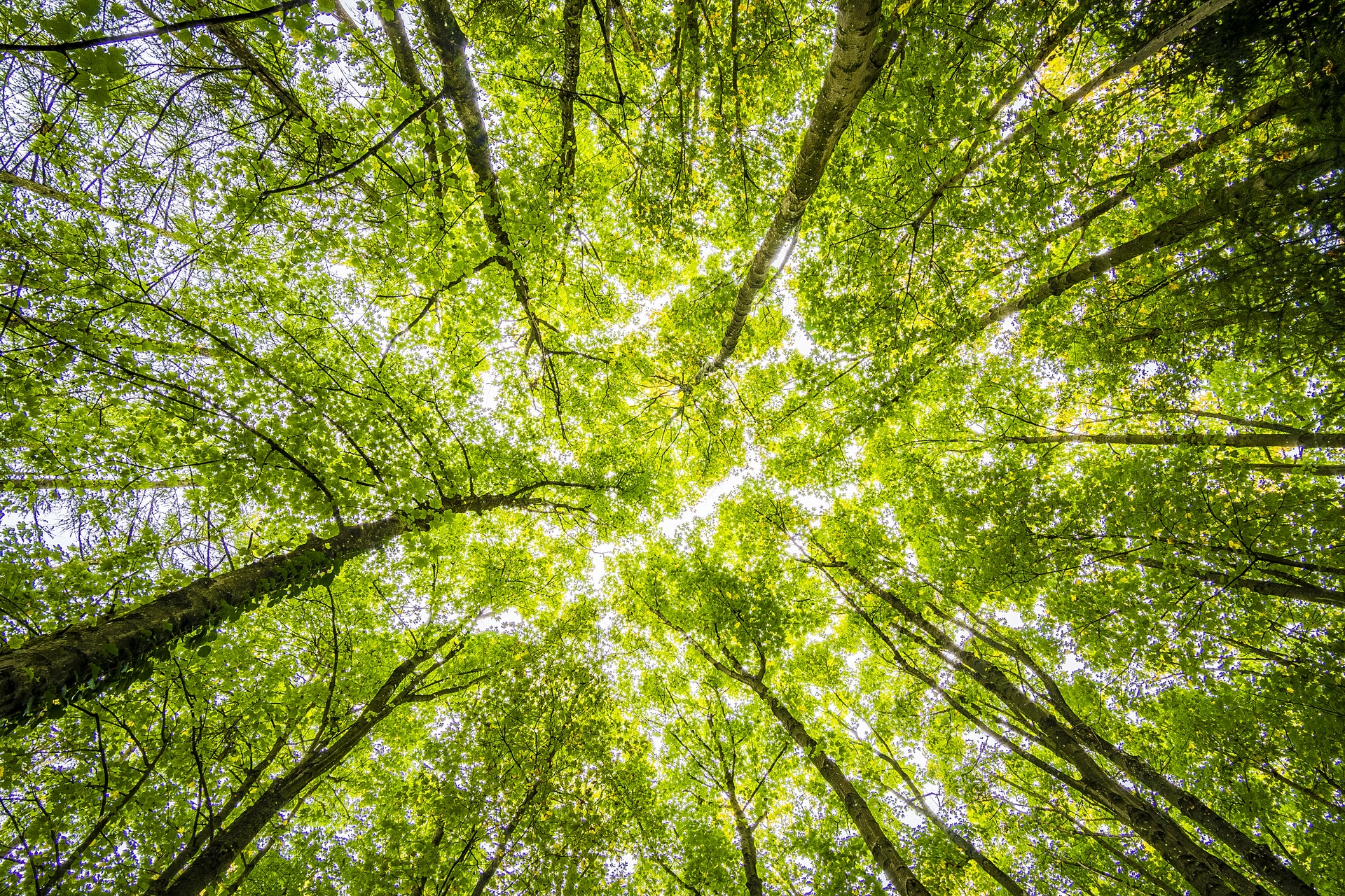 worms-eyeview-of-green-trees-957024 worms-eyeview-of-green-trees-957024